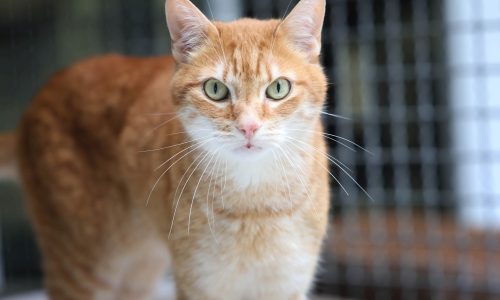 Garfield1