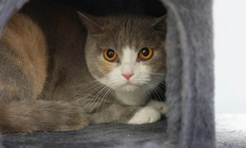 Nala1