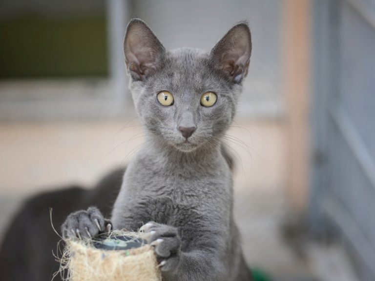 Blue_Sky_Smokey7