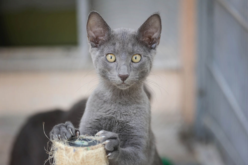 Blue_Sky_Smokey7