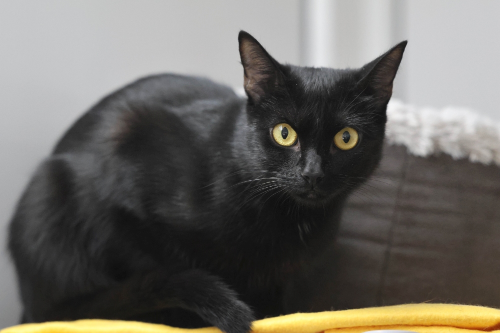 Lilou (2)