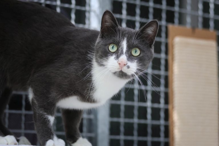 Merlin (2)